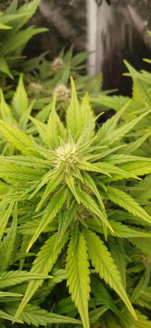 Fast Bud mix auto. Week 5