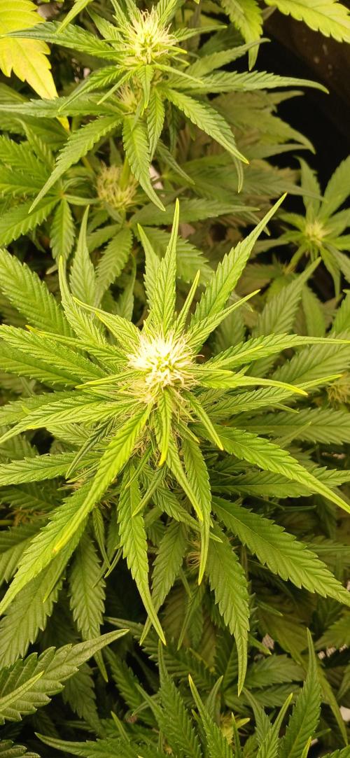 Fast Bud mix auto. Week 5