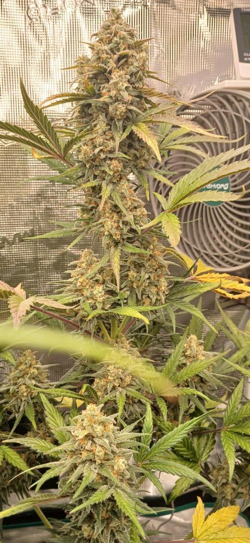 Kiwi x Papaya test. Week 10