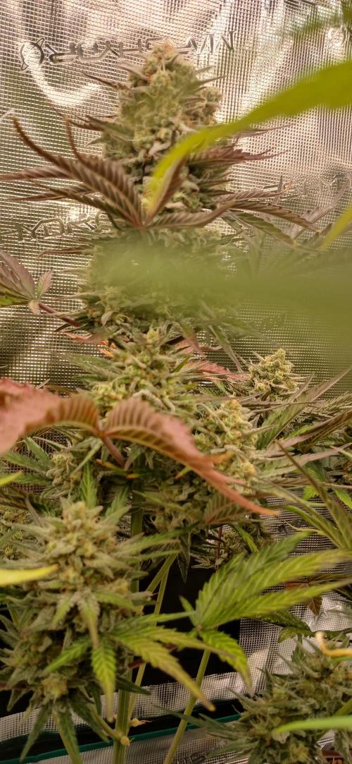 Kiwi x Papaya test. Week 10