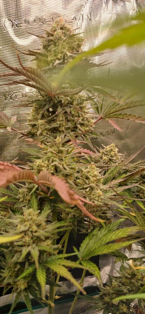 Kiwi x Papaya test. Week 10