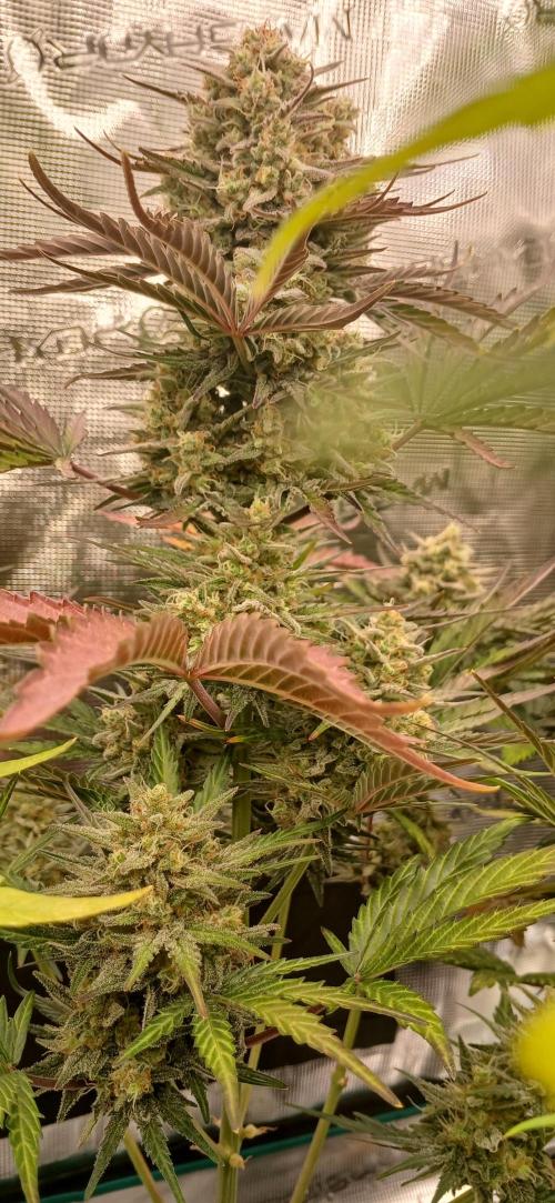 Kiwi x Papaya test. Week 10