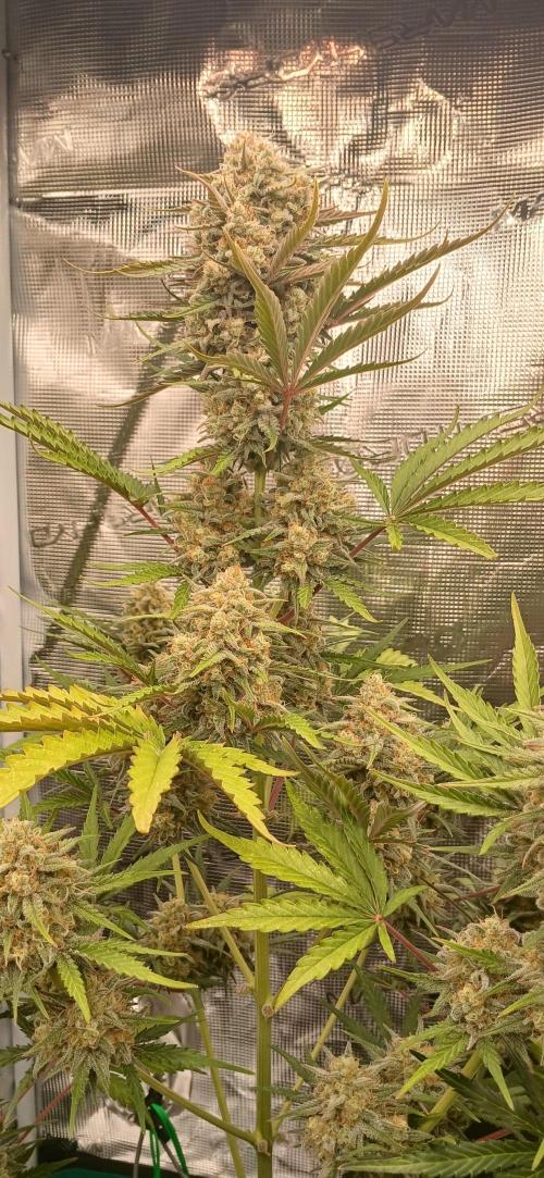 Kiwi x Papaya test. Week 10