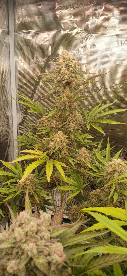 Kiwi x Papaya test. Week 10