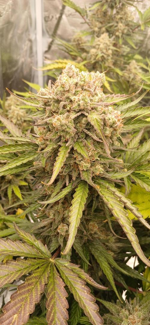 Kiwi x Papaya test. Week 10