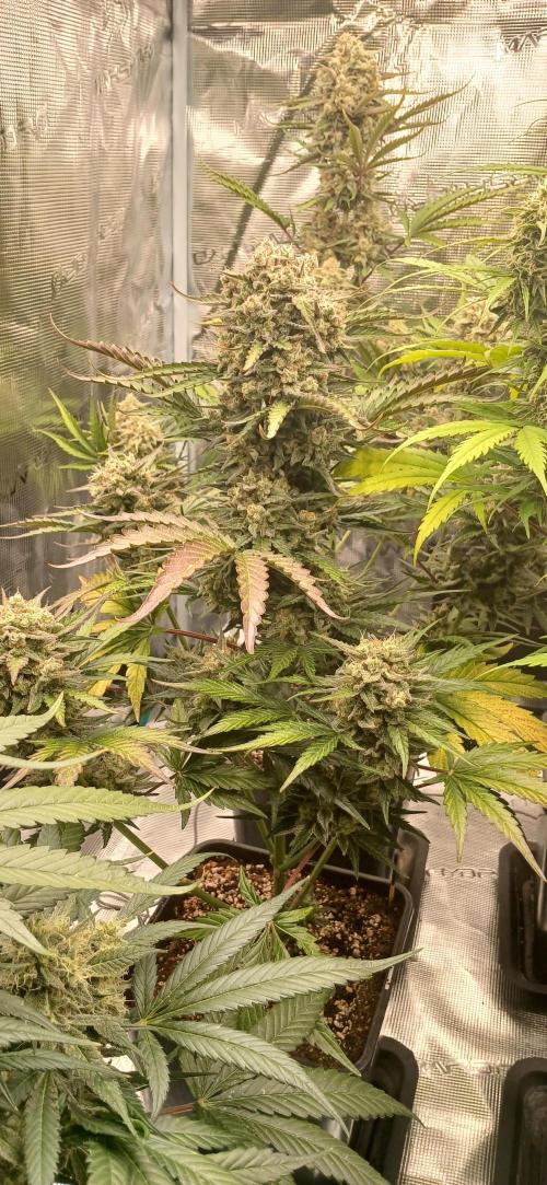 Kiwi x Papaya test. Week 10