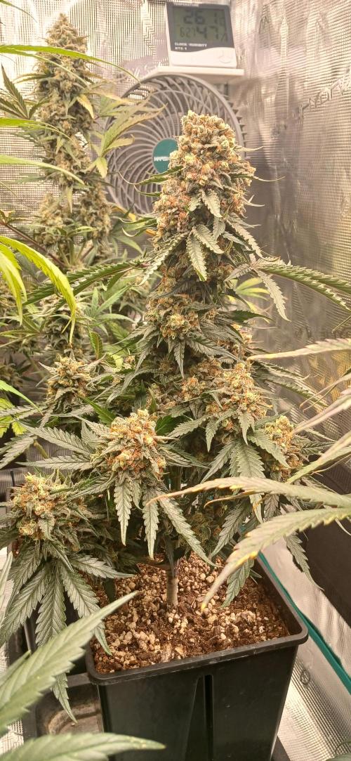 Kiwi x Papaya test. Week 10