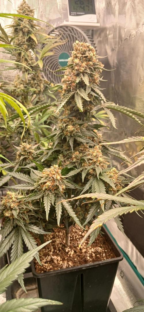 Kiwi x Papaya test. Week 10