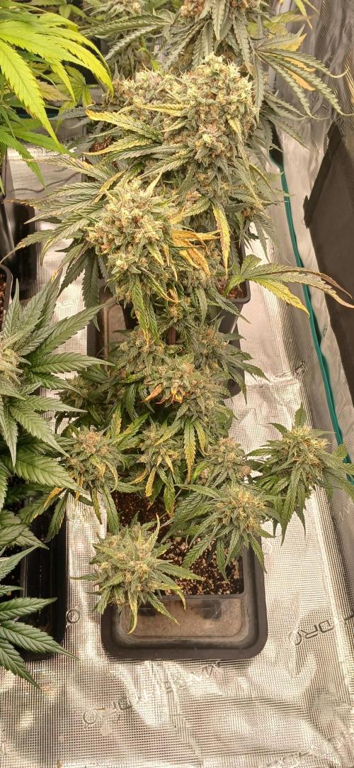 Kiwi x Papaya test. Week 10