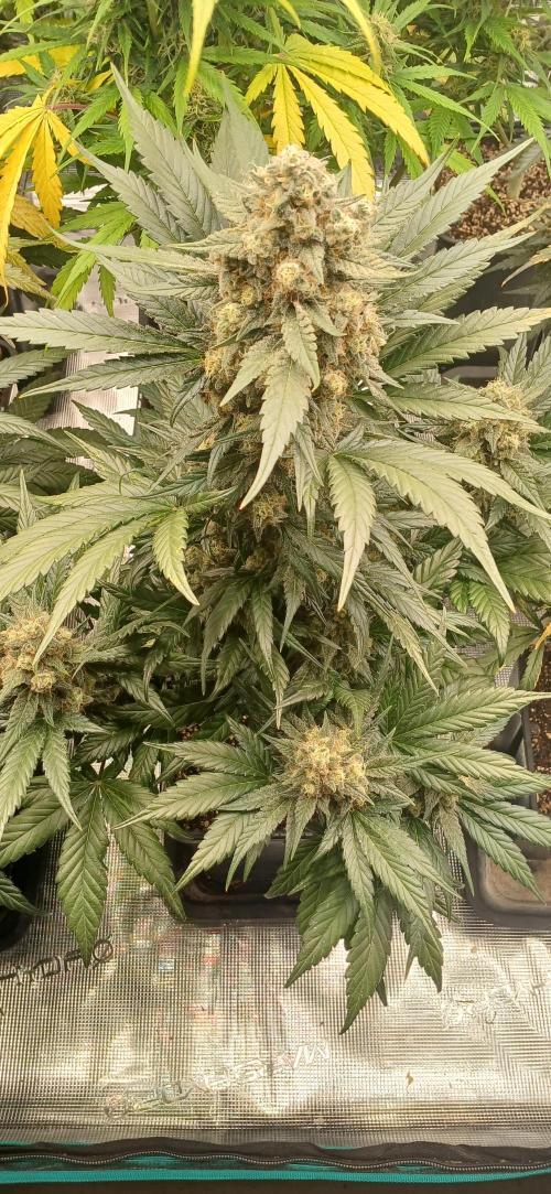 Kiwi x Papaya test. Week 10