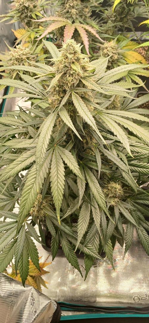 Kiwi x Papaya test. Week 10