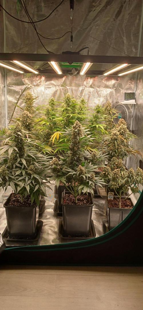 Kiwi x Papaya test. Week 10