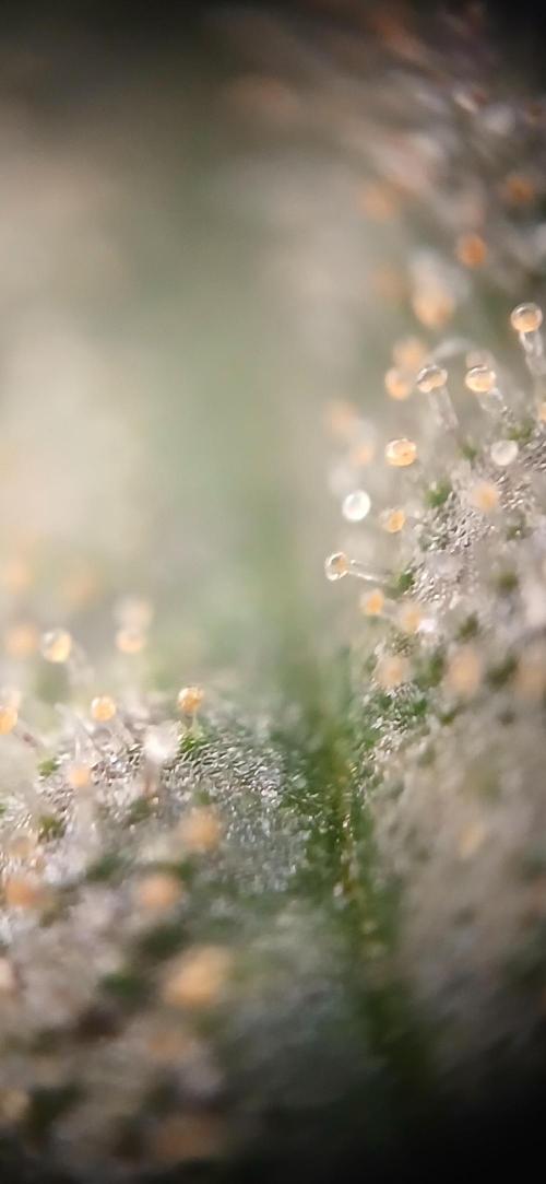 Kiwi x Papaya test. Week 10