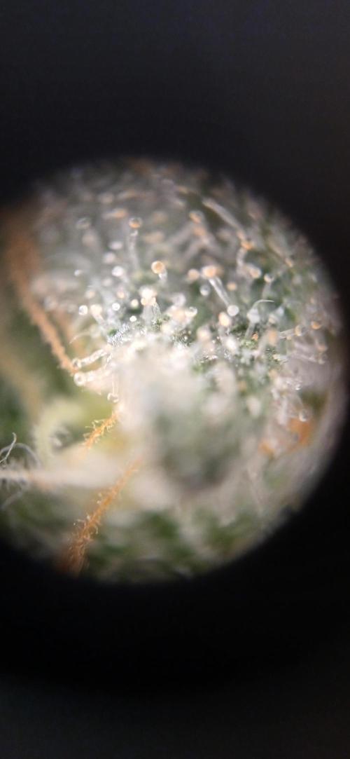 Kiwi x Papaya test. Week 10