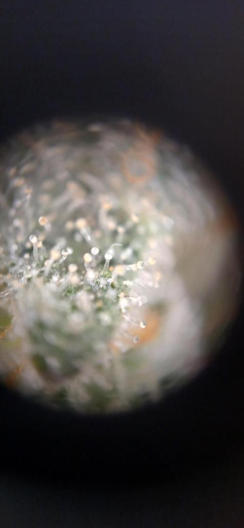 Kiwi x Papaya test. Week 10