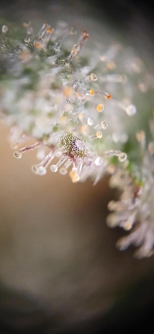 Kiwi x Papaya test. Week 10