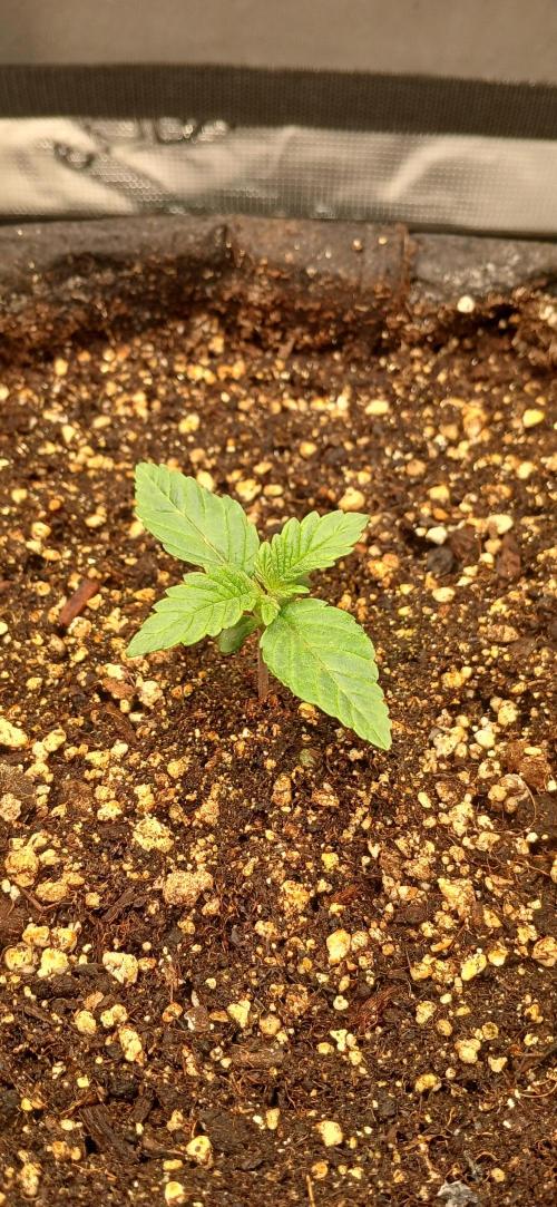 Jack’s Dreams GHS. Week 1