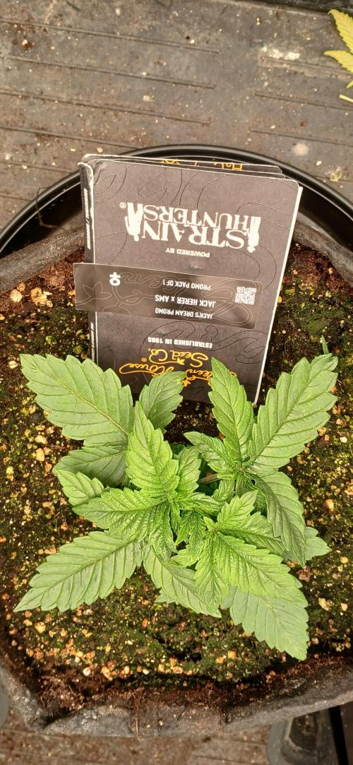 Jack’s Dreams GHS. Week 2