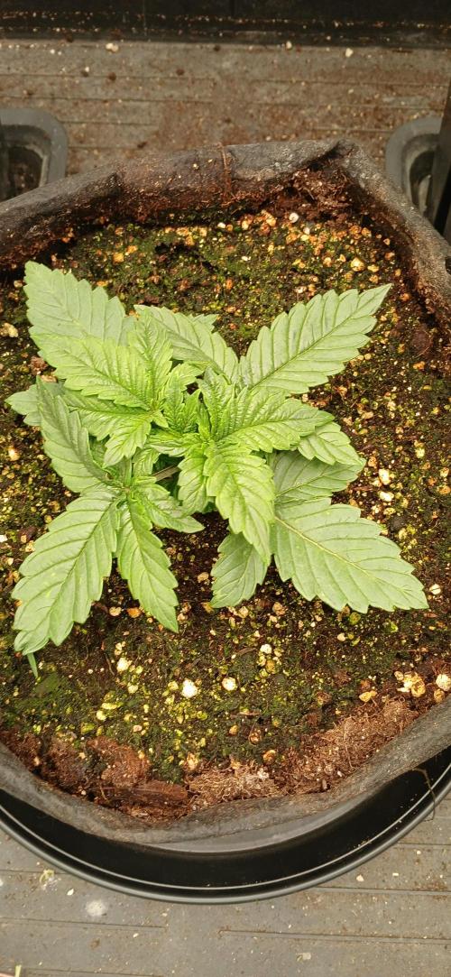 Jack’s Dreams GHS. Week 2