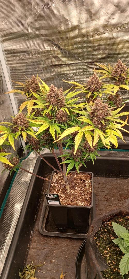 Fast Bud mix auto. Week 7