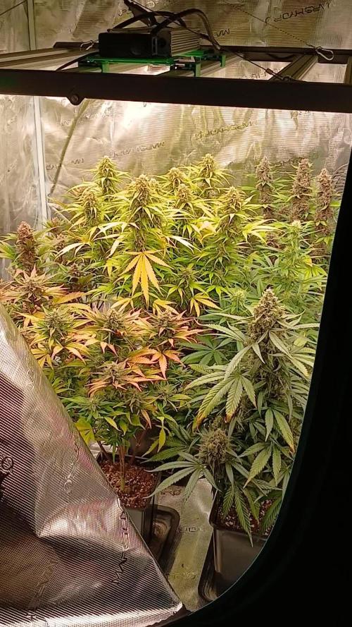 Fast Bud mix auto