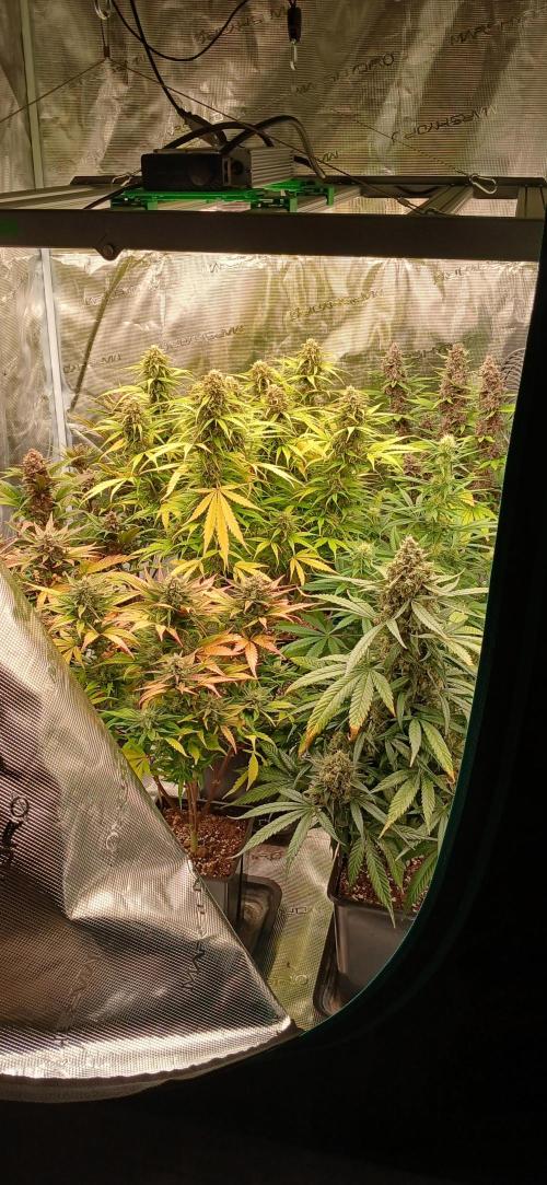 Fast Bud mix auto. Week 7