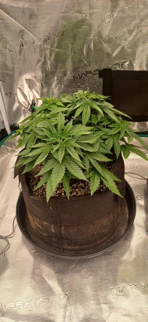 Jack's Dream. Week 6