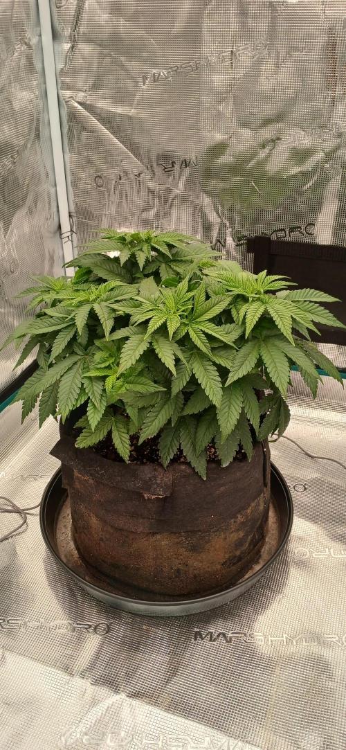Jack's Dream. Week 7