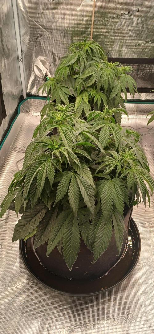 Quick Black lemon 😁. Week 1