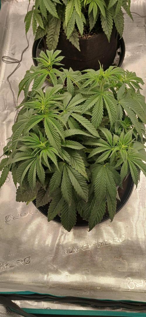 Quick Black lemon 😁. Week 1