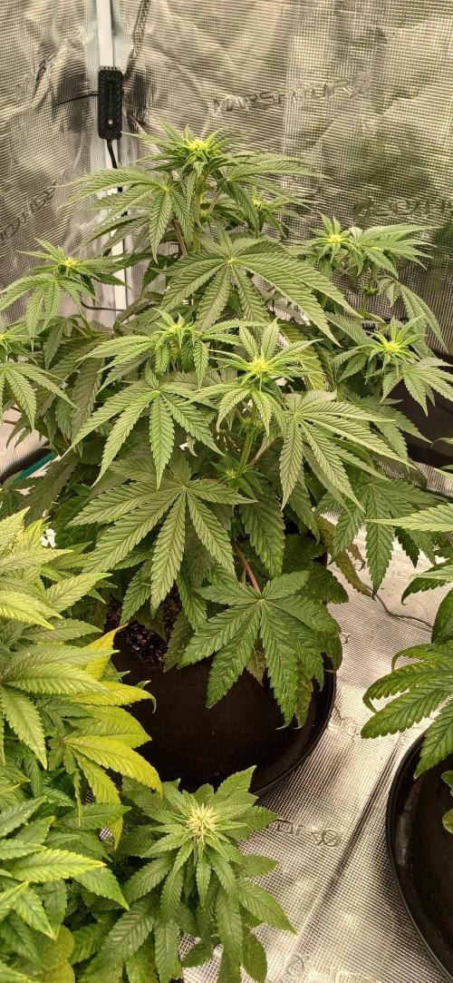 Quick Black lemon 😁. Week 2
