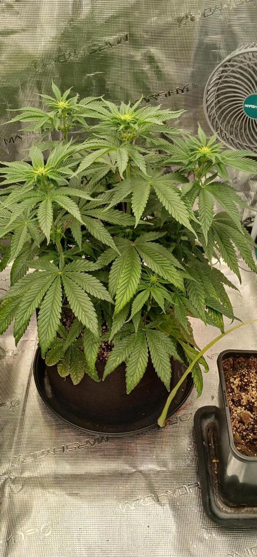 Quick Black lemon 😁. Week 2