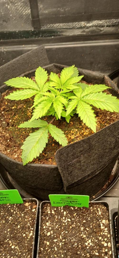 Guava x Gelato41 auto 😁. Week 4