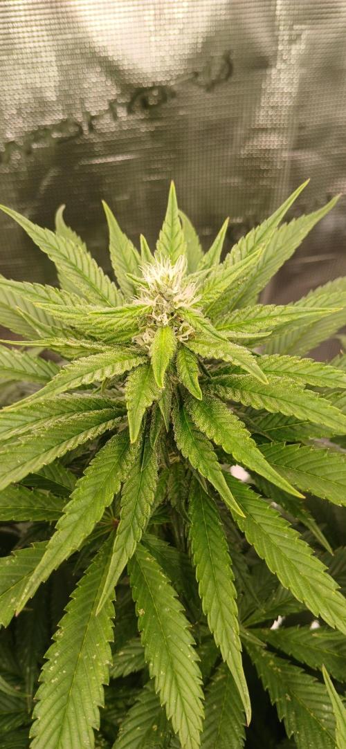 Quick Black lemon 😁. Week 4