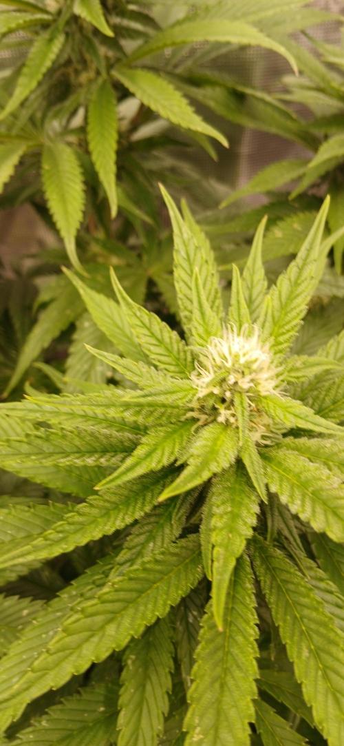 Quick Black lemon 😁. Week 4