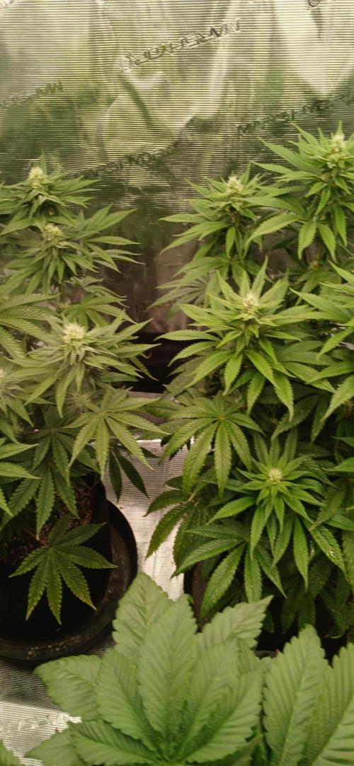 Quick Black Lemon. Week 4