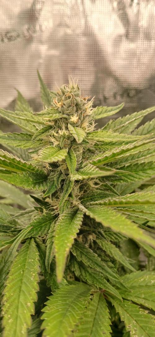 Quick Black lemon 😁. Week 5