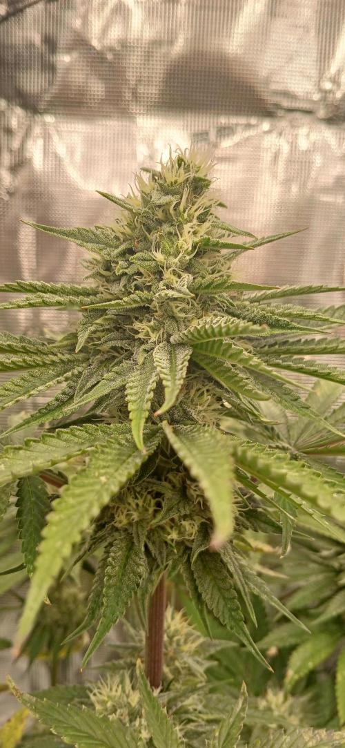 Quick Black lemon 😁. Week 5