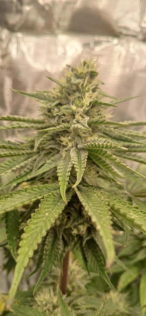 Quick Black lemon 😁. Week 5