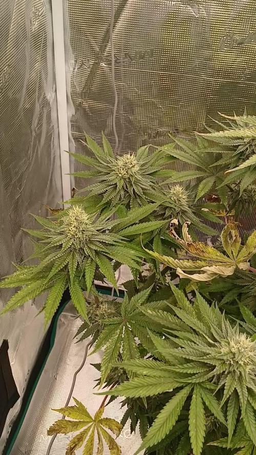 Quick Black lemon 😁