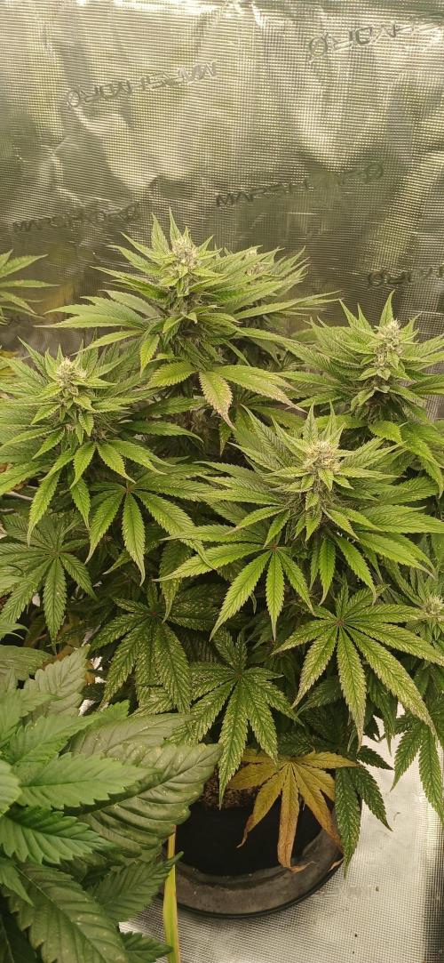 Quick Black lemon 😁. Week 5