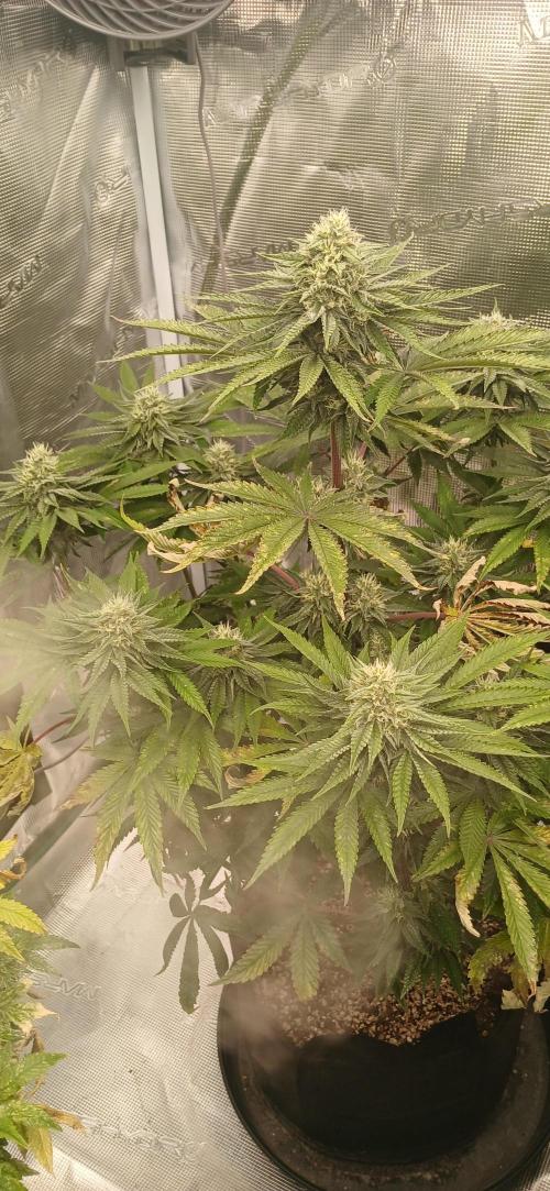 Quick Black Lemon. Week 5
