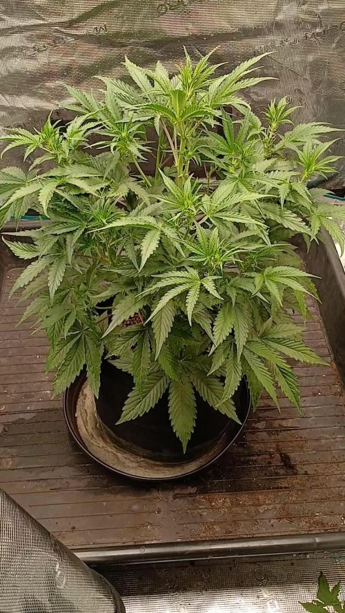 Guava x Gelato41 auto 😁