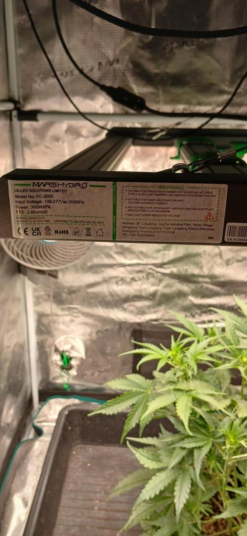 Guava x Gelato41 auto 😁. Week 6