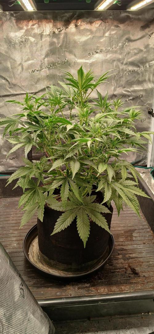 Guava x Gelato41 auto 😁. Week 6
