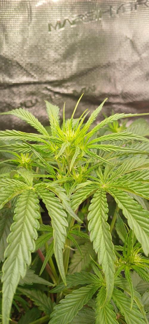 Guava x Gelato41 auto 😁. Week 6
