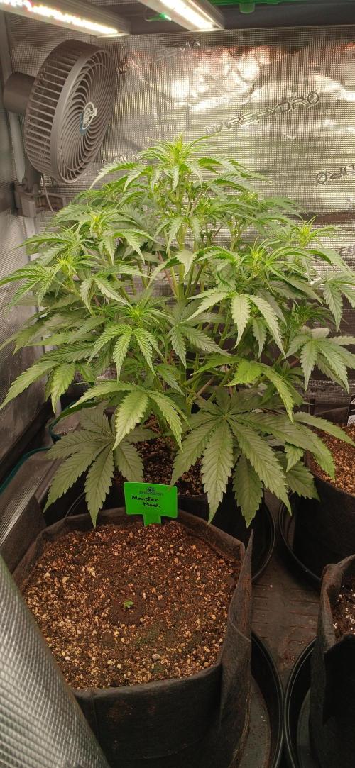 Guava x Gelato41 auto 😁. Week 6