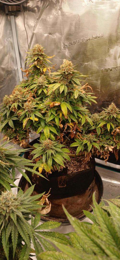 Jack's Dream. Week 15