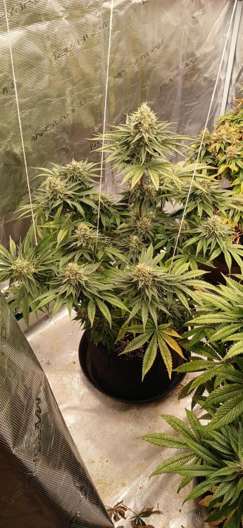 Quick Black lemon 😁. Week 6