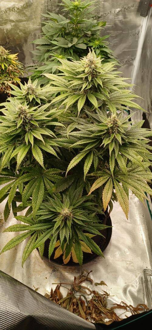 Quick Black lemon 😁. Week 6